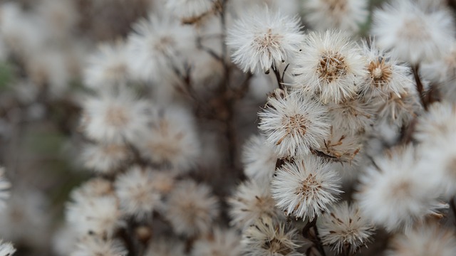 Free download wildflowers autumn in the area of free picture to be edited with GIMP free online image editor