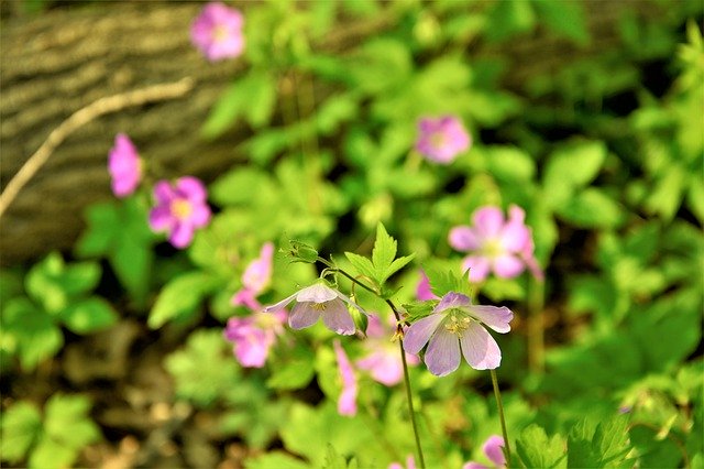 Descărcare gratuită Wildflowers Blossom Bloom - fotografie sau imagini gratuite pentru a fi editate cu editorul de imagini online GIMP