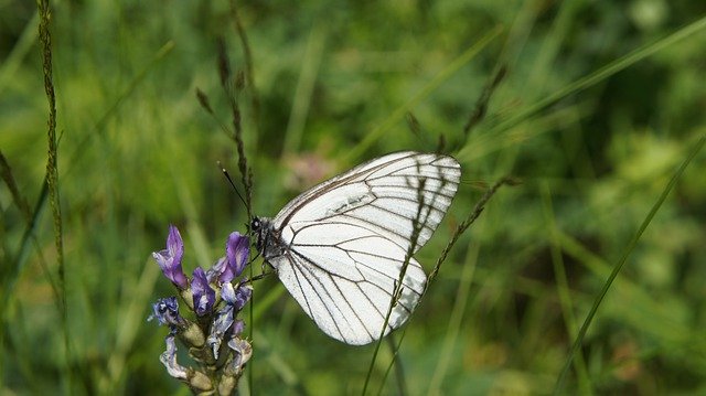 Descarga gratuita Flor de mariposa de flores silvestres: foto o imagen gratuita para editar con el editor de imágenes en línea GIMP