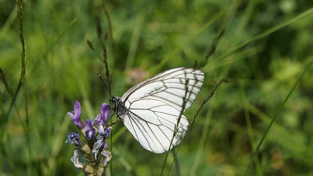 Free download Wildflowers Butterfly Flower -  free photo or picture to be edited with GIMP online image editor