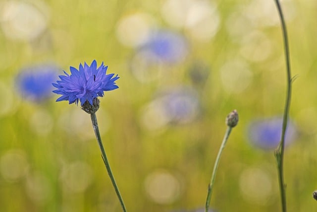 Free download wildflowers cornflower flowers free picture to be edited with GIMP free online image editor