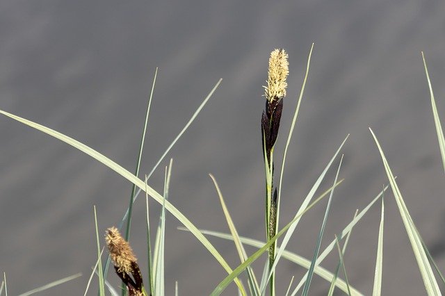 הורדה חינם של פרחי Wildflower Sedge Villosa Iris - תמונה או תמונה בחינם לעריכה עם עורך התמונות המקוון GIMP
