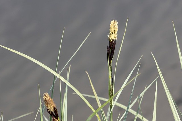 Free download Wildflower Sedge Villosa Iris -  free photo or picture to be edited with GIMP online image editor