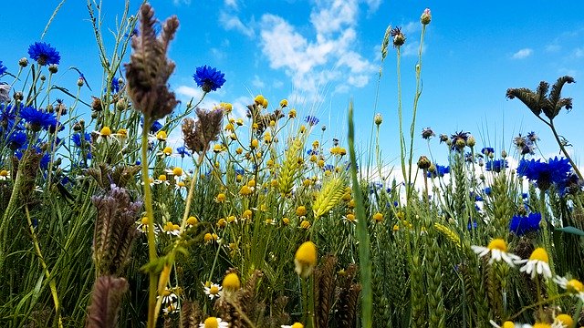 Free download Wild Flowers Field Nature -  free photo or picture to be edited with GIMP online image editor