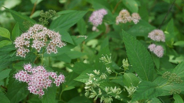 Free download Wildflowers Flowers Nature -  free photo or picture to be edited with GIMP online image editor