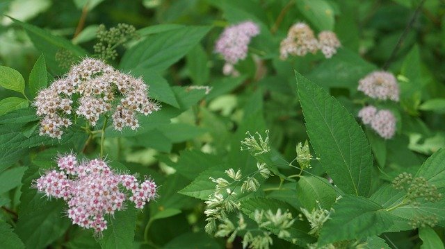 Descărcare gratuită Wildflowers Flowers Nature - fotografie sau imagini gratuite pentru a fi editate cu editorul de imagini online GIMP