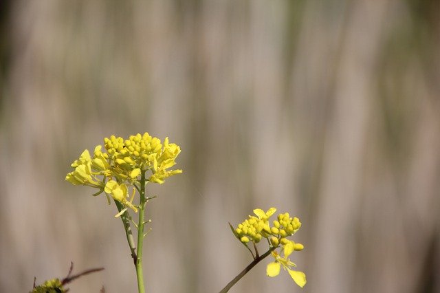 Free download Wild Flowers Herb Flower -  free photo or picture to be edited with GIMP online image editor