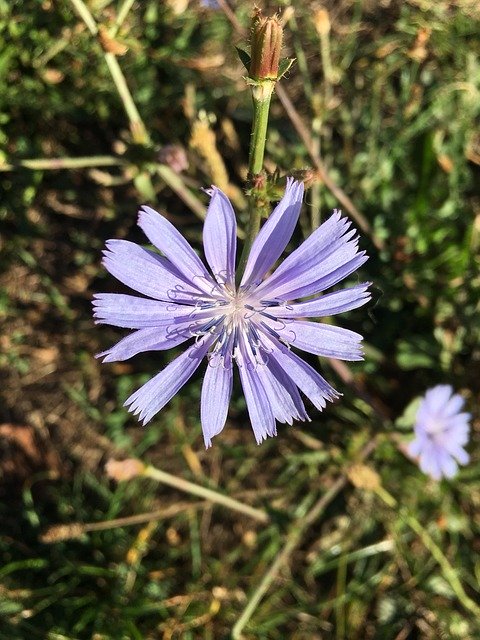 Kostenloser Download Wild Flowers Meadow Purple - kostenloses Foto oder Bild zur Bearbeitung mit GIMP Online-Bildbearbeitung
