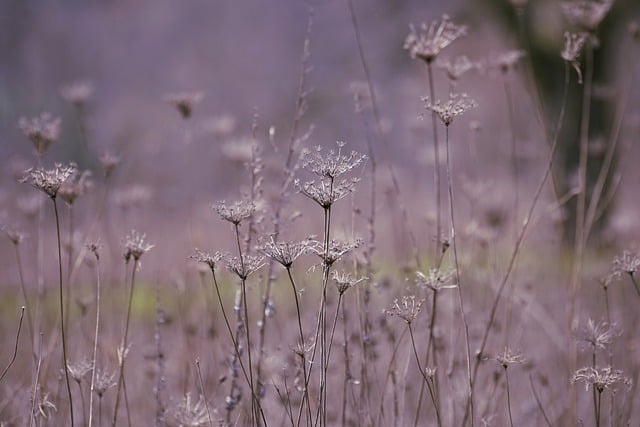 Free download wildflowers meadow winter free picture to be edited with GIMP free online image editor