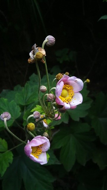 دانلود رایگان Wild Flowers Mountain - عکس یا تصویر رایگان قابل ویرایش با ویرایشگر تصویر آنلاین GIMP