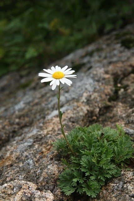 Free download wildflowers nature flower spring free picture to be edited with GIMP free online image editor