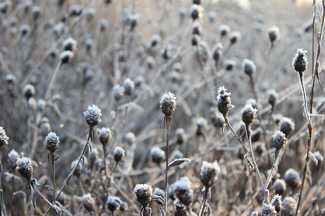 Free download wildflowers nature winter frost free picture to be edited with GIMP free online image editor