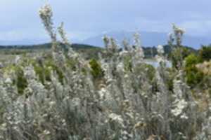 Free download Wildflowers on Gable Island free photo or picture to be edited with GIMP online image editor