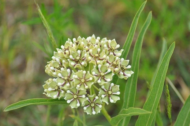 Bezpłatne pobieranie Wildflower Spring Wildflowers - darmowe zdjęcie lub obraz do edycji za pomocą internetowego edytora obrazów GIMP