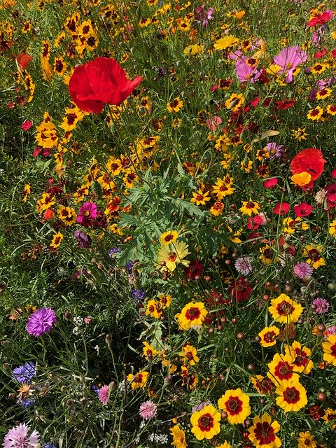 Muat turun percuma Wild Flowers Pudsey - foto atau gambar percuma untuk diedit dengan editor imej dalam talian GIMP