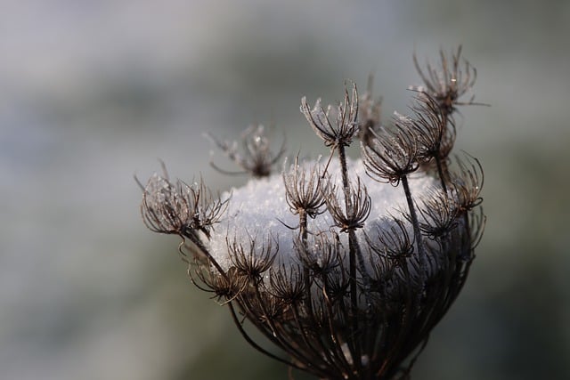 Kostenloser Download von Wildblumen-Samenkapsel-Schnee, kostenloses Bild zur Bearbeitung mit dem kostenlosen Online-Bildeditor GIMP