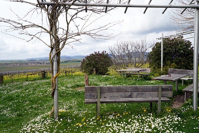 Free download wildflowers spring nature benches free picture to be edited with GIMP free online image editor