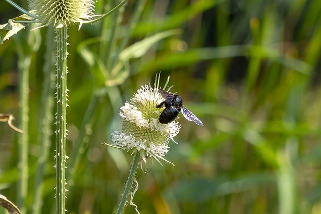 Download gratuito Wildflower Stalk Szamárkóró - foto o immagine gratuita da modificare con l'editor di immagini online GIMP