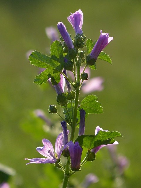 무료 다운로드 Wild Flower Sun Sunny - 무료 사진 또는 GIMP 온라인 이미지 편집기로 편집할 사진