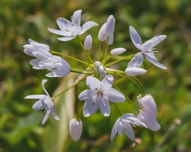 Free download Wildflowers White Flower -  free photo or picture to be edited with GIMP online image editor