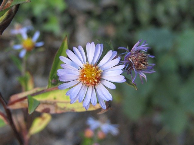 Muat turun percuma Wild Flower Violet Clear - foto atau gambar percuma untuk diedit dengan editor imej dalam talian GIMP