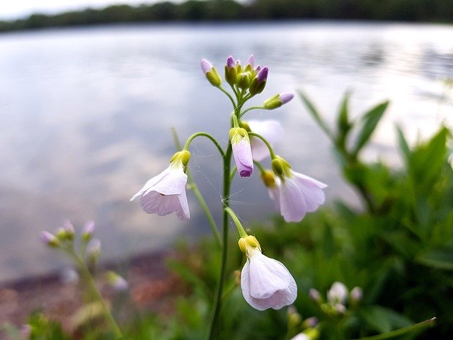 Free download Wild Flower Water Close -  free photo or picture to be edited with GIMP online image editor