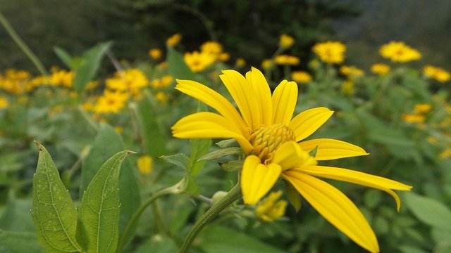 Free download Wildflower Yellow Flower Daisy -  free photo or picture to be edited with GIMP online image editor