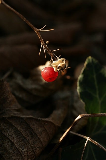 دانلود رایگان عکس درختچه گیاه توت میوه وحشی برای ویرایش با ویرایشگر تصویر آنلاین رایگان GIMP