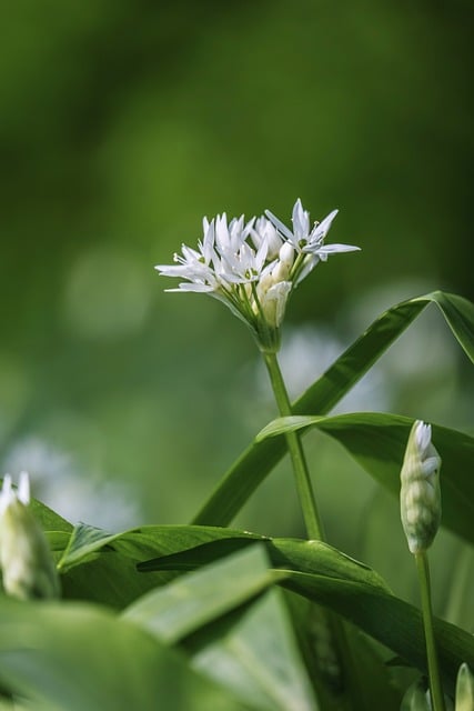 Free download wild garlic forest garlic plant free picture to be edited with GIMP free online image editor