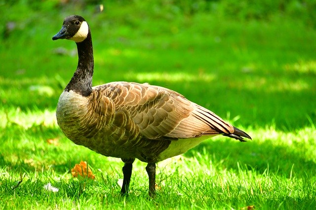 Free download Wild Geese Big Bird Resting -  free photo or picture to be edited with GIMP online image editor