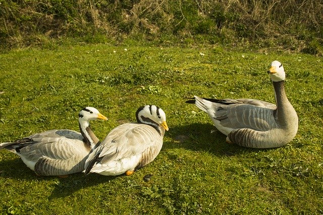 Free download Wild Geese Bird World Nature -  free photo or picture to be edited with GIMP online image editor