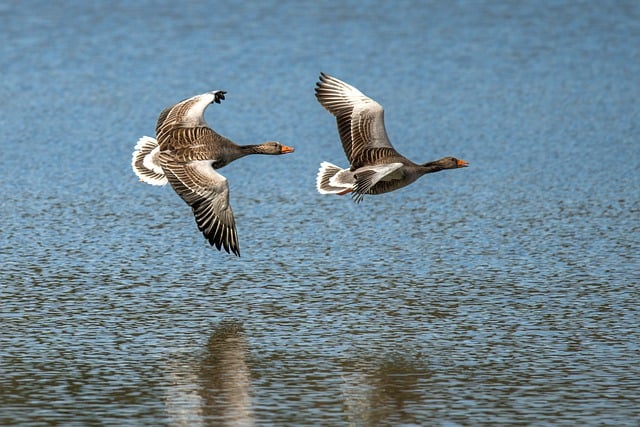 Free download wild geese migratory birds birds free picture to be edited with GIMP free online image editor