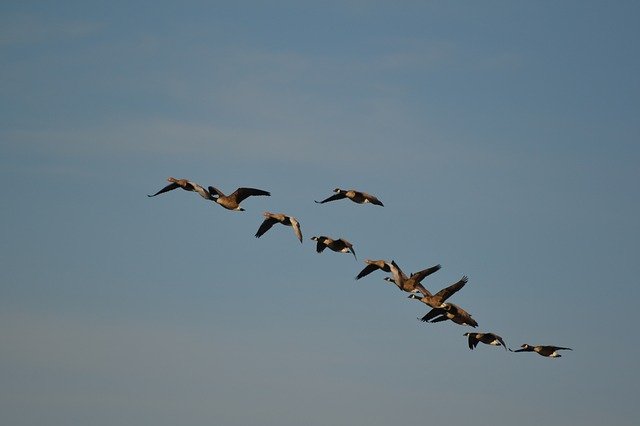 Free download Wild Geese Nature Flock Of Birds free photo template to be edited with GIMP online image editor