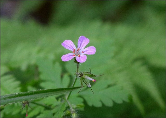 Gratis download Wild Geranium Wildflower Pink - gratis foto of afbeelding om te bewerken met GIMP online afbeeldingseditor