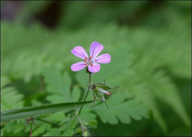 Free download Wild Geranium Wildflower Pink -  free photo or picture to be edited with GIMP online image editor