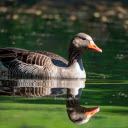 Wild Goose  screen for extension Chrome web store in OffiDocs Chromium