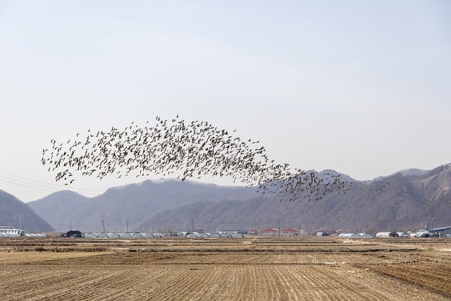 تنزيل مجاني لصورة Wild goose flock flight free المجانية ليتم تحريرها باستخدام محرر الصور المجاني على الإنترنت من GIMP