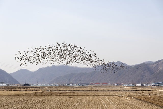 Free download wild goose flock flight field free picture to be edited with GIMP free online image editor