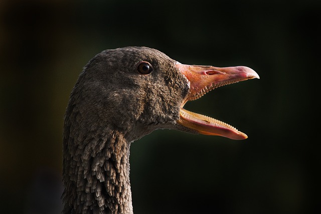 Free download wild goose goose bird nature fauna free picture to be edited with GIMP free online image editor