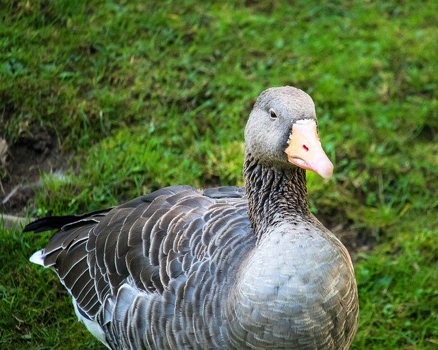 Free download Wild Goose Greylag Bird -  free photo or picture to be edited with GIMP online image editor