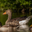 wild goose Theme  screen for extension Chrome web store in OffiDocs Chromium