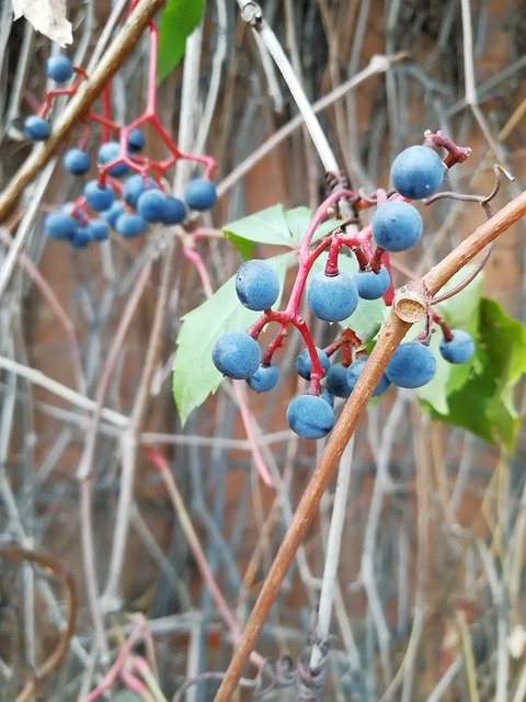 Free download Wild Grapes Autumn Fruit -  free photo or picture to be edited with GIMP online image editor