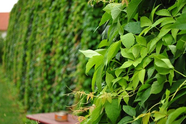 Безкоштовно завантажте Wild Grapes Wall Green - безкоштовну фотографію або малюнок для редагування в онлайн-редакторі зображень GIMP