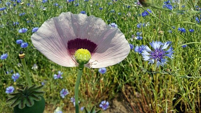 Download gratuito Wild Growth Flower Meadow Garden - foto o immagine gratuita da modificare con l'editor di immagini online di GIMP