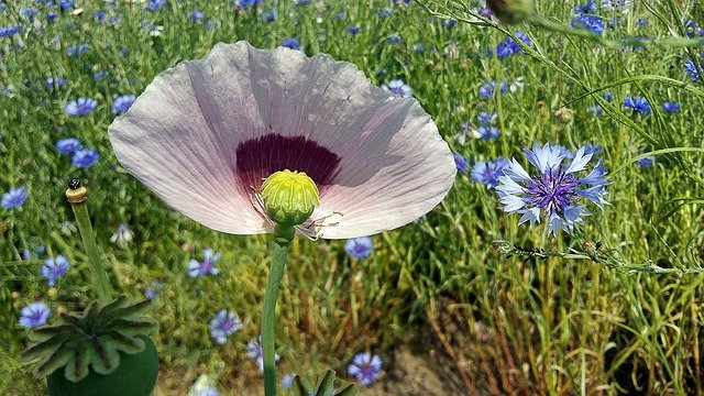 Free download Wild Growth Flower Meadow Garden -  free photo or picture to be edited with GIMP online image editor