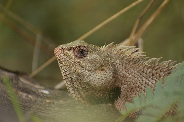 ດາວໂຫຼດຟຣີ Wild Habitation - ຮູບພາບຫຼືຮູບພາບທີ່ບໍ່ເສຍຄ່າເພື່ອແກ້ໄຂດ້ວຍຕົວແກ້ໄຂຮູບພາບອອນໄລນ໌ GIMP