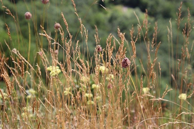 הורדה חינם Wild Herbs Pre Prairie - תמונה או תמונה בחינם לעריכה עם עורך התמונות המקוון GIMP