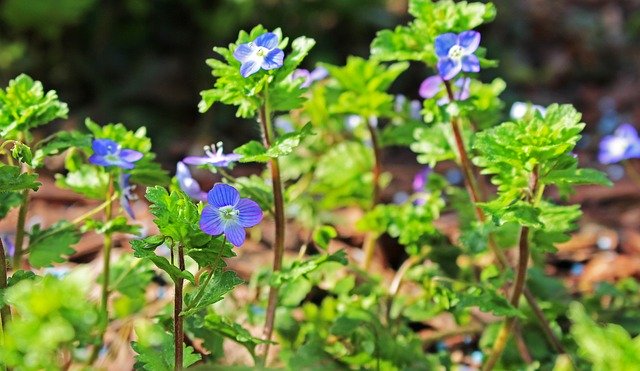 Free download Wild Herb Weed Pointed Flower -  free photo or picture to be edited with GIMP online image editor