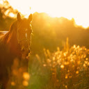Wild horse  screen for extension Chrome web store in OffiDocs Chromium