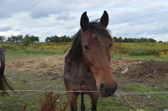 Free download Wild Horse Nature -  free photo or picture to be edited with GIMP online image editor